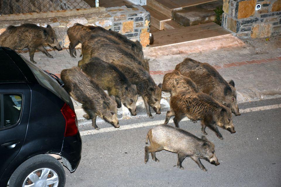 <p>Turizm cenneti Muğla'nın Bodrum ilçesinde, hemen hemen her gün sokaklara inerek yiyecek arayan yaban domuzları, artık insanlarla iç içe yaşar hale geldi.</p>
