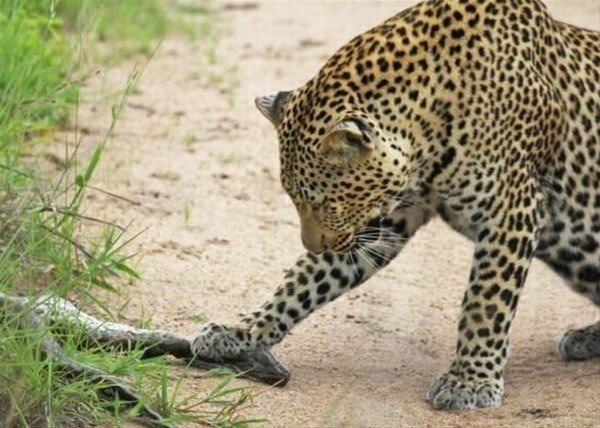 <p>Afrika'da 2 leopar buldukları 2 metrelik pitonla karşılaşınca bakın neler oldu.</p>
