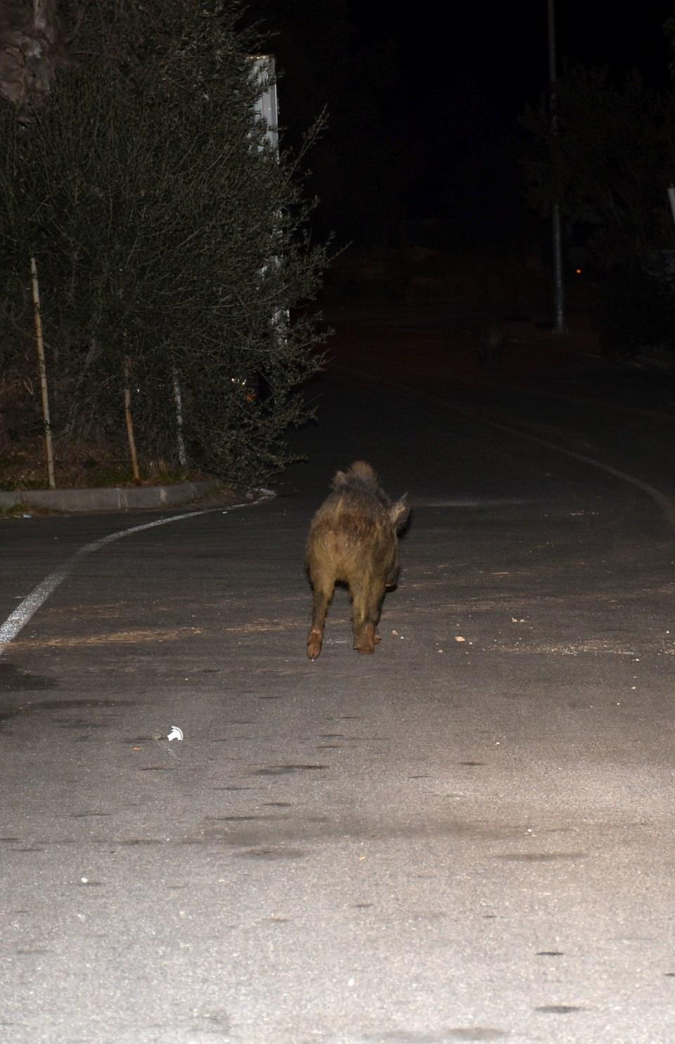 <p>Domuzların şehir merkezine inmesinin bazı insanları rahatsız ettiğine dikkati çeken Yavaş, domuzların rahatsız edilmediği ve üzerlerine gidilmediği sürece zararsız hayvanlar olduğunu vurguladı.</p>
<p> </p>