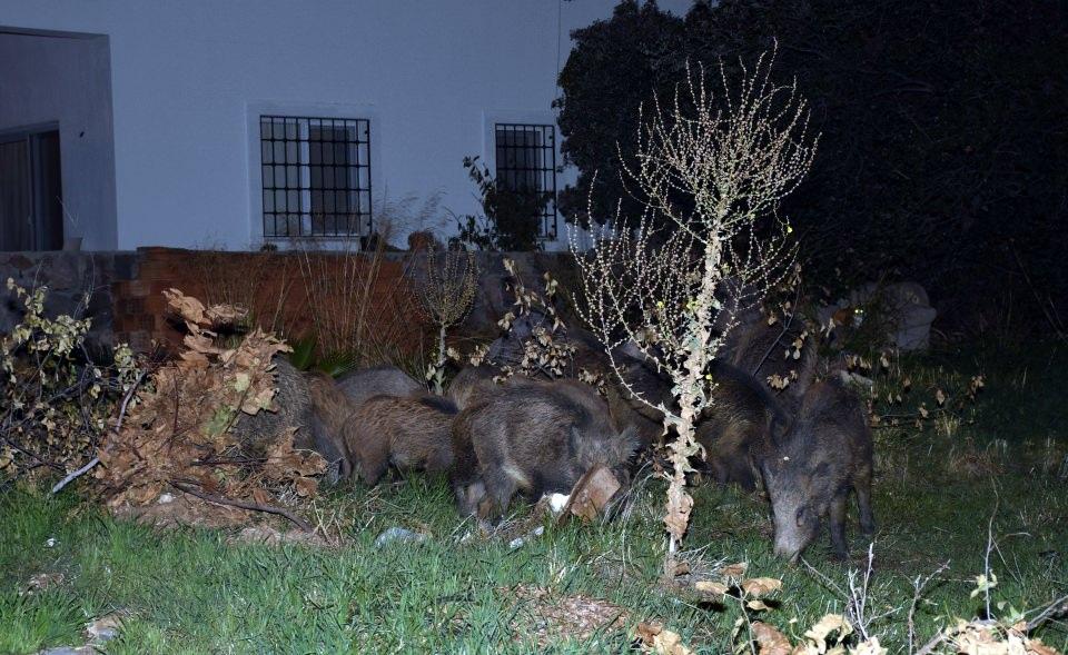 <p>Yavaş, Almanya, Danimarka, İsveç, İspanya ve Norveç gibi ülkelerden misafirlere av turizmi hizmeti verdiklerini de kaydetti. </p>
<p> </p>