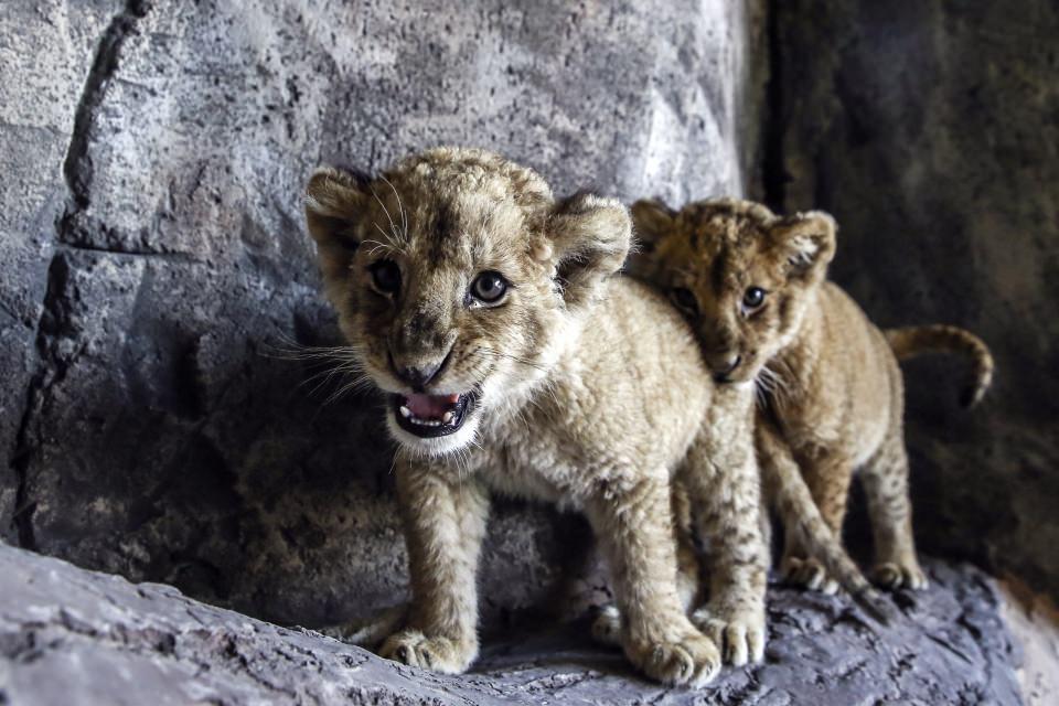 <p>Aslan Park'ta, hayvanlarla ziyaretçiler arasında sadece 2 santimetrelik cam bulunuyor, bu da Aslan Park'ı gezen ziyaretçilerin hayatları boyunca unutamayacakları bir hayvanat bahçesi deneyimi yaşamalarına imkan tanıyor.</p>

<p> </p>
