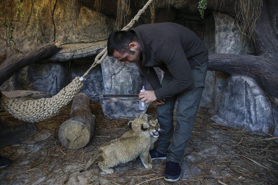 <p><strong>İlk kayıtlı leopar doğumuna sayılı günler kaldı  </strong></p>

<p>Öte yandan Aslan Park'ta, canlı türlerinin neslinin devam etmesine de özen gösteriliyor. Kısa bir süre içinde Türkiye'de kayıtlı olarak ilk defa leopar doğumu gerçekleşecek.</p>
