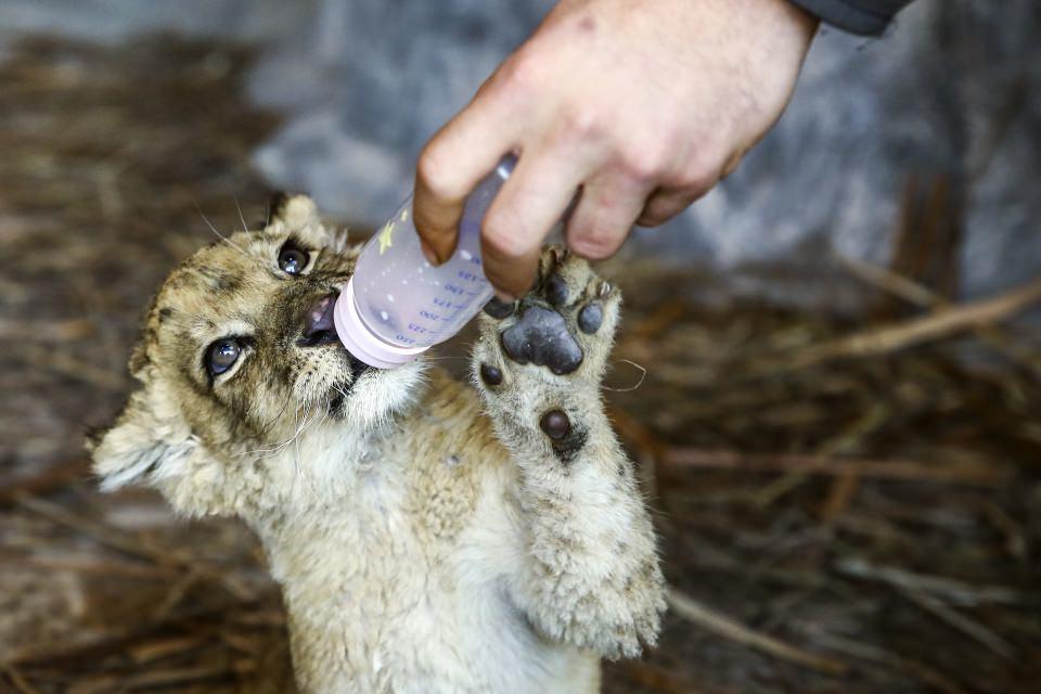 <p>Dişi leoparın yakın bir zamanda doğum yapmasıyla Aslan Park ailesine iki yavru leopar dahil olacak. </p>

<p> </p>
