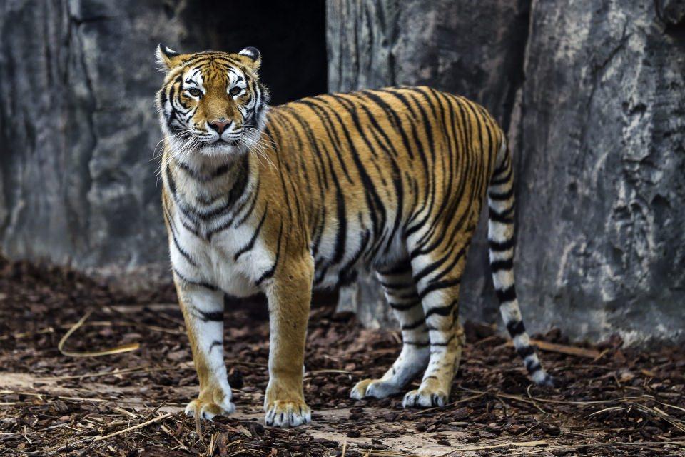 <p>Şu anda eşinden ayrı bir bölümde bakımına devam edilen dişi leoparın sayılı günler kalan doğumu dolayısıyla Aslan Park'ta büyük heyecan yaşanıyor. </p>

<p> </p>
