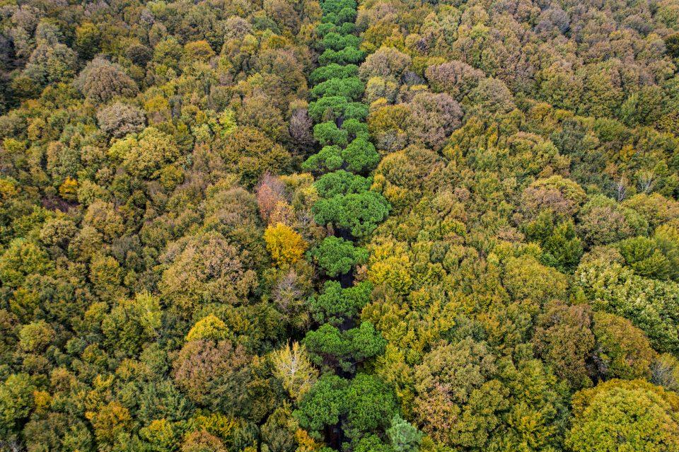<p>Belgrad Ormanları'nda 1949'da kurulan ve zamanla genişleyerek 296 hektarlık bir alana ulaşan Atatürk Arboretumu, İstanbul florasının çeşitliliğinin yanında, dünyanın dört bir tarafından farklı bitki türlerinin de görülebileceği bir yer.</p>
