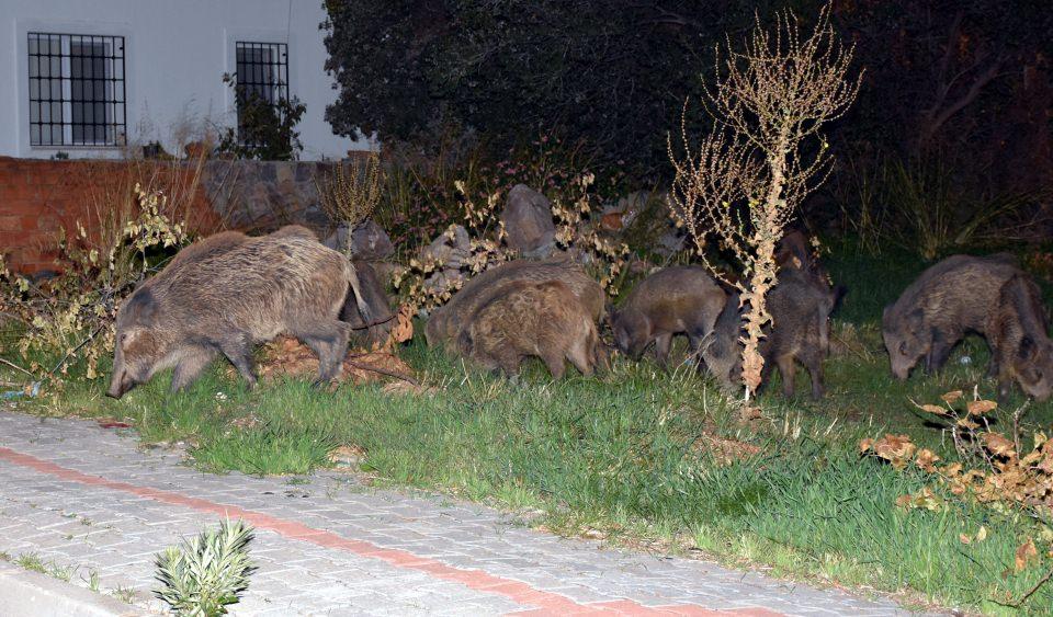 <p>Yaban domuzlarının 14 ila 16 yıl boyunca sürüler halinde dişilerinin liderliğinde dolaştığını belirten Yavaş, "Bu yabani hayvanların şehre inme nedenleri maalesef, yaşam alanlarının daralmasından kaynaklanıyor. Bizler bu alanları çok daralttık. Yiyecek bulmakta sıkıntı çektikleri ve kolay yiyecek bulma yoluna gittikleri için, insanların atıklarını tüketir hale geldiler." dedi.</p>
<p> </p>
