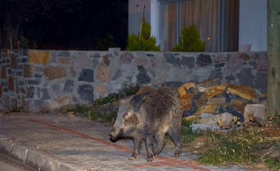 <p><strong>"Tohumların toprağa karışmasını sağlayan yegane hayvan"</strong></p>
<p>Bazı site sakinlerinin kendilerini arayarak yardım talebinde bulunduklarını ifade eden Yavaş, şunları söyledi:</p>
<p>"Bizi arayıp bu hayvanları avlamamız gerektiğini söylüyorlar. Ancak bizim yerleşim alanlarında av yapmamız mümkün değil. Bunun önlemlerini almak bizim elimizde. Yiyeceklerimizi sokağa bırakmak yerine onların kolay ulaşılamayacağı yerlere bırakılması lazım. Domuzların doğaya çok faydası var. Çam ağaçlarının kozalaklarının toprağa karışmasında, etraftaki her türlü bitkinin üremesinde çok faydası var. Tohumların toprağa karışmasını sağlayan yegane hayvanlardır. Bugün cebinizdeki paranın tümünü harcasanız, işçi tutup çalıştırsanız domuzların toprakla buluşturduğu tohumu yerleştiremezsiniz. O yüzden, bitkilerin gelişmesinin yegane sebebi domuzlardır. Yaban domuzlarıyla yaşamayı öğrenmek bize daha çok fayda sağlar. Yok etmektense onlarla birlikte yaşamayı öğrenelim ve yabani hayvanlar olduklarını da unutmayalım."</p>