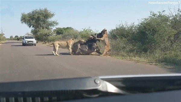 <p>Yoldan geçenlerin tanık olduğu olayda, dişi aslanın bufaloyu görür görmez kovalamaya başladığı, bufalonun ise hayatta kalmak için fazlaca çaba sarf ettiğini dile getirdiler.</p>

<p> </p>
