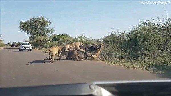 <p>Güney Afrika'da 4 aslan bir bufaloyu böyle devirdi.</p>

<p> </p>
