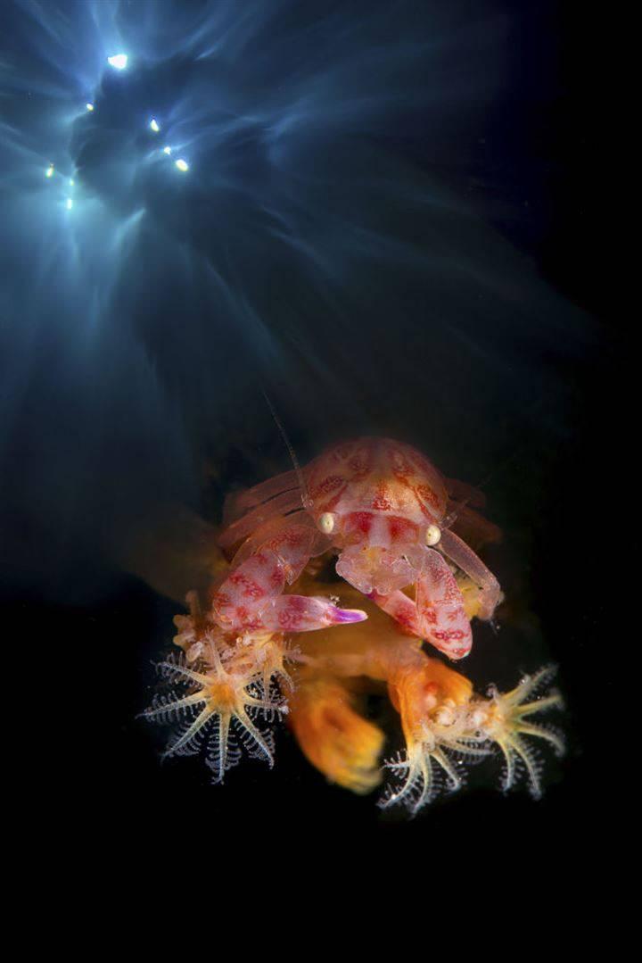 <div>İtalya'dan Marchione Giacomo çektiği fotoğraf sayesinde 'sualtı' kategorisinin birincisi oldu. </div>

<div> </div>
