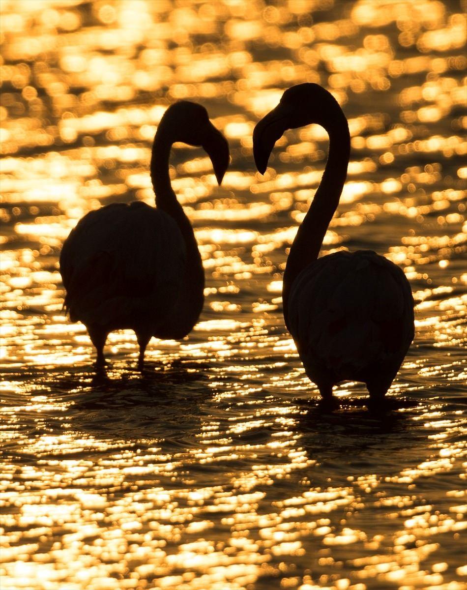 <p>Dünyanın en önemli sulak alanları arasında yer alan Gediz Deltası'ndaki İzmir Kuş Cenneti, başta flamingo ve pelikanlar olmak üzere ev sahipliği yaptığı 291 kuş türüyle ziyaretçilerine gün batımında eşsiz güzellikler sunuyor. Türkiye'nin Tuz Gölü ile birlikte ikinci flamingo üreme noktası olan Gediz Deltası'nda, güneş batarken flamingolar güzel görüntüler oluşturdu.</p>

<p> </p>
