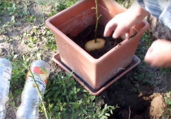 <p>Her iki patates için de aynı işlemi uygulayan adam, saksının içerisine bahçeden toprak doldurdu. </p>
<p> </p>
