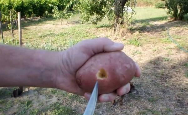 <p>Bir bıçak ve delgi yardımıyla patatesten bir miktar çıkaran adam, içerisine düzgünce kesilmiş bir gül fidanı yerleştirdi. </p>
<p> </p>