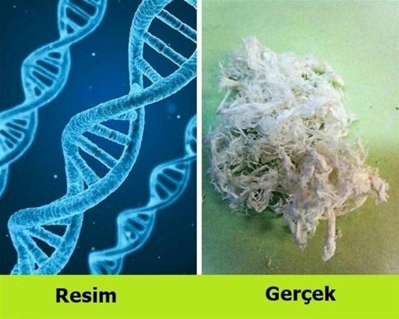 <p>Herkes ünlü DNA spiralinin neye benzediğinin farkındadır. Ancak molekülün uzunluğu nedeniyle çıplak gözle görülebileceğini az insan biliyor.</p>
<p> </p>