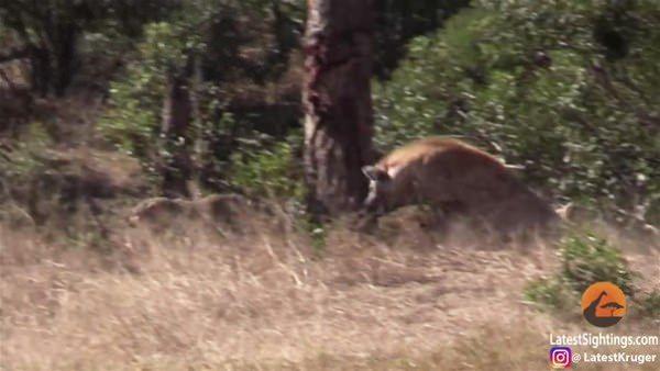 <p>Korkan leopar kaçıyor ama impala da yaralı olduğu için bir anda yerinden fırlayıp canını kurtarıyor.</p>
