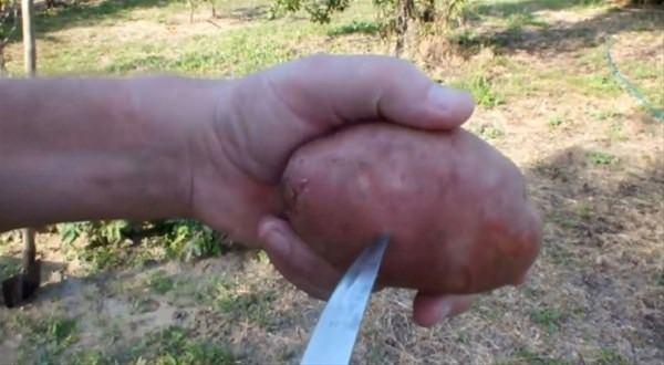 <p>Bahçesindeki gülleri patates içerisinde filizlendiren adam, o anları paylaştı. </p>
<p> </p>