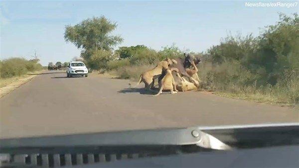 <p>Kruger National Park bir bufalo aslan sürüsünün saldırısına uğradı. </p>

<p> </p>
