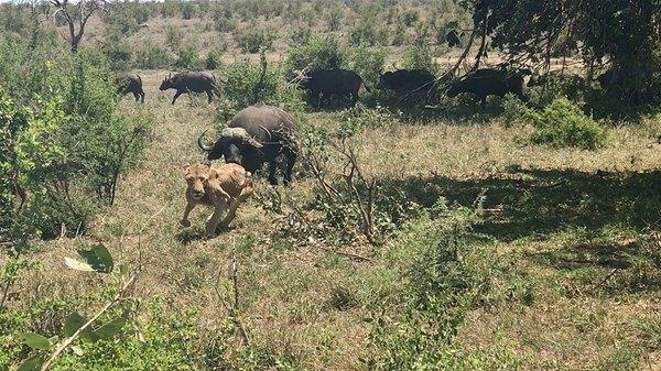 <p>Bufalo sürüsüyle karşılaşan aslan bir anda beklenmedik bir saldırı ile karşılaştı.</p>

<p> </p>
