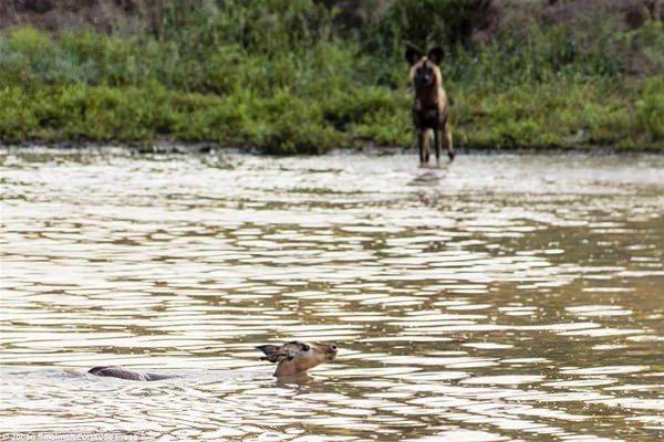 <p>Johan Smalman tarafından kaydedilen anlarda Krugar Hayvanat Bahçesi'nde bir impala akarsuyun içinde ilerlerken vahşi köpeklerle karşılaşıyor.</p>

<p> </p>
