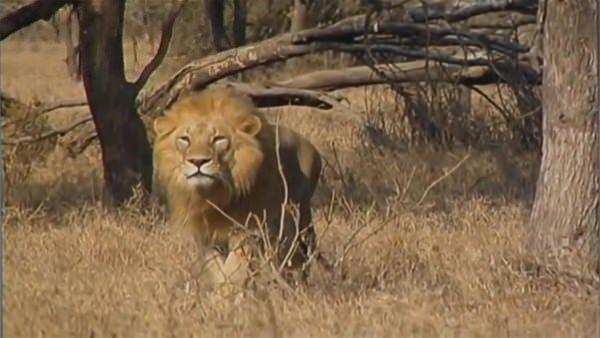 <p>Vahşi doğadan yine ilginç anlar kameralara yansıdı.</p>

<p> </p>
