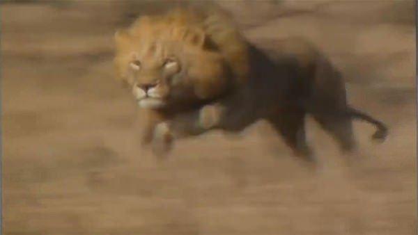 <p>Erkek aslanlar bu defa kendileri gibi bir bir avcıyı avladı.</p>

<p> </p>
