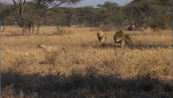 <p>Dünyanın en hızlı hayvanlarından olan çitayı gözlerine kestiren ormanın kralları onu böyle avladı.</p>

<p> </p>
