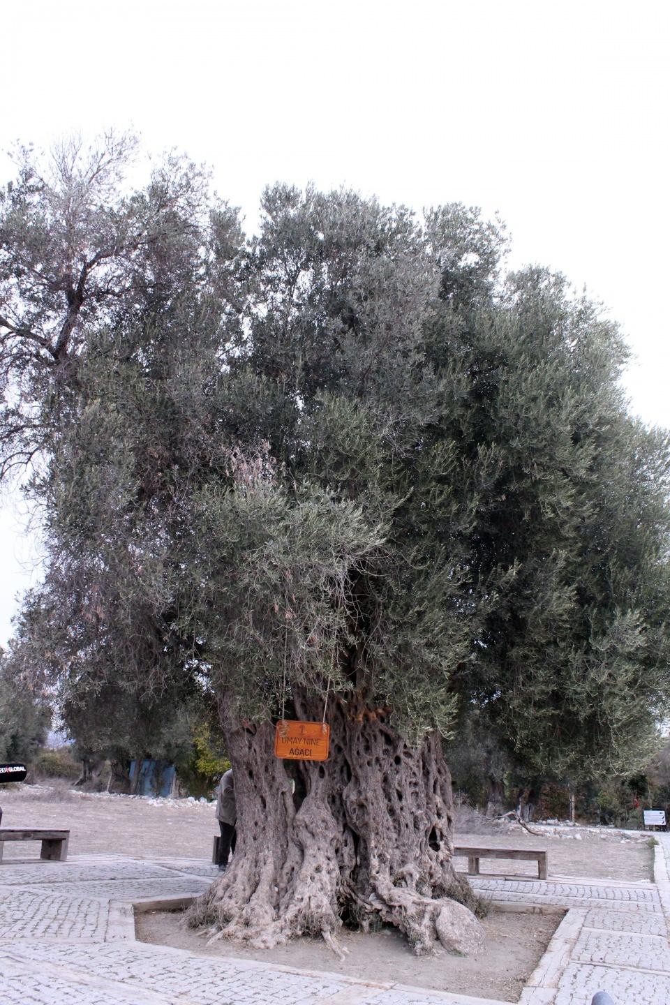<p>Belediyeden yapılan açıklamaya göre, ilçede yaşı 500'ün üzerinde olan ağaçlardan toplanan zeytinler Seferihisar Belediyesi Zeytinyağı Fabrikası'nda geleneksel yöntemlerle sıkıldı.</p>

<p> </p>
