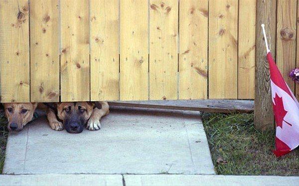 <p>Hayatını kaybeden bir askerin köpekleri onun geri dönmesini bekliyor. </p>
<p> </p>