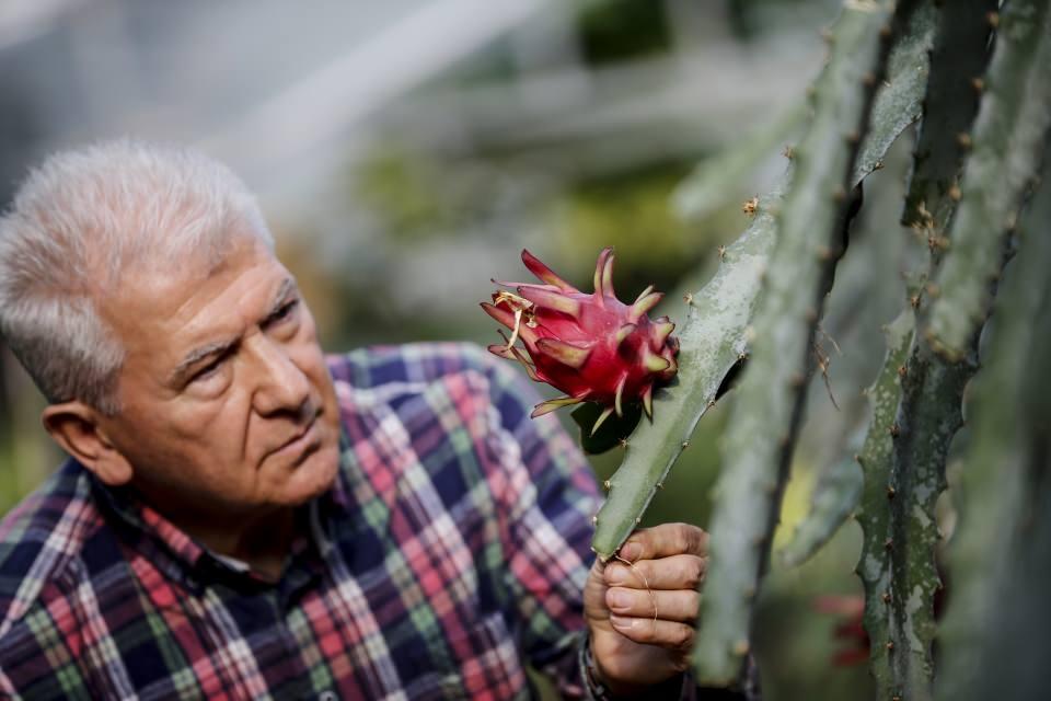 <p>Pasiflora meyvesi de tescillendi</p>
<p>Dağtekin, öte yandan Antalya'nın Alanya, Gazipaşa ile Mersin'in Anamur ilçelerinin denize bakan yamaçlarında yetiştirilen pasiflora tropik meyvesine de tescil verildiğini bildirdi. </p>
<p>Pasifloranın da çok verimli bir ürün olduğuna değinen Dağtekin, şunları kaydetti:</p>