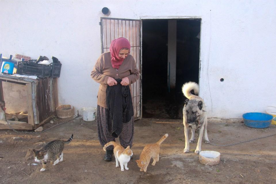 <p>Köpekler ve kedilerin dostluğuna kendisinin de şaşırdığını belirten Çeri, "Onlara süt ve kaşar veriyorum. Onlarla konuşuyorum, sohbet ediyorum. Kucağıma geliyorlar. Çocuklarım şimdi uzakta ama onların hasretini kedileri ve köpekleri severek gideriyorum." dedi.</p>

<p> </p>
