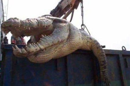 <p>Filipinler'deki 7 metre uzunluğunda dev timsah.</p>
<p> </p>