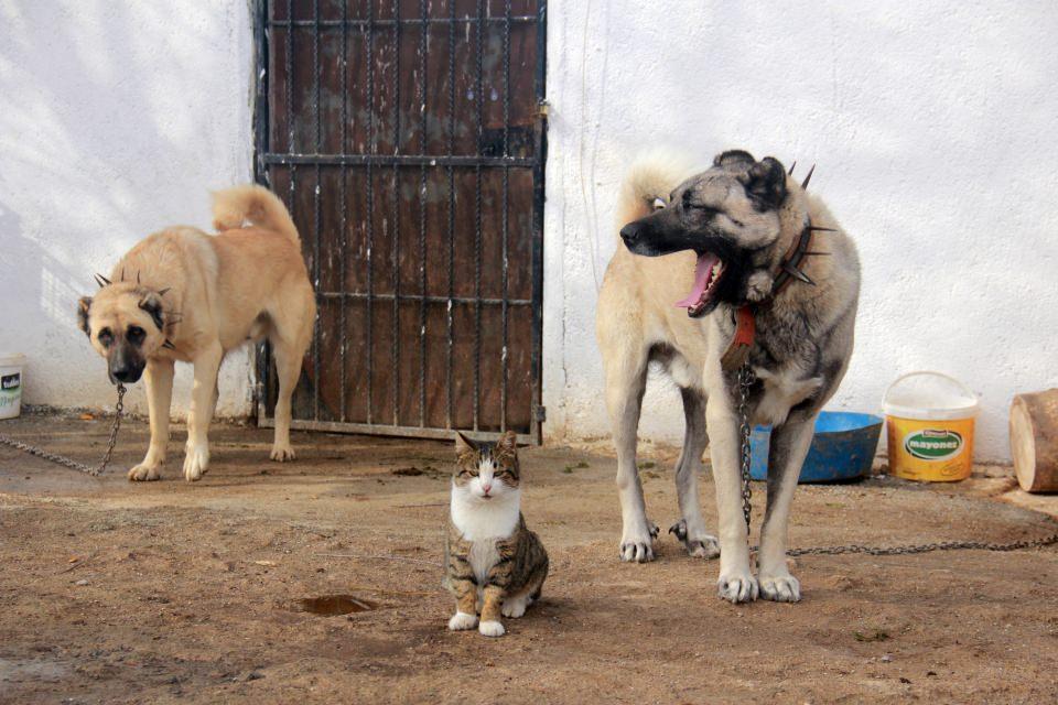 <p>Zamanla inekleri ve tavukları için ahır çevresinde gezinen tilki, kurt ve domuz gibi yabani hayvanların tehdit oluşturduğunu fark eden Çeri, Kangal köpeği beslemeye başladı.</p>

<p> </p>
