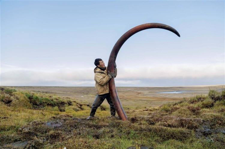 <p>Mamut Boynuzu </p>

<p> </p>
