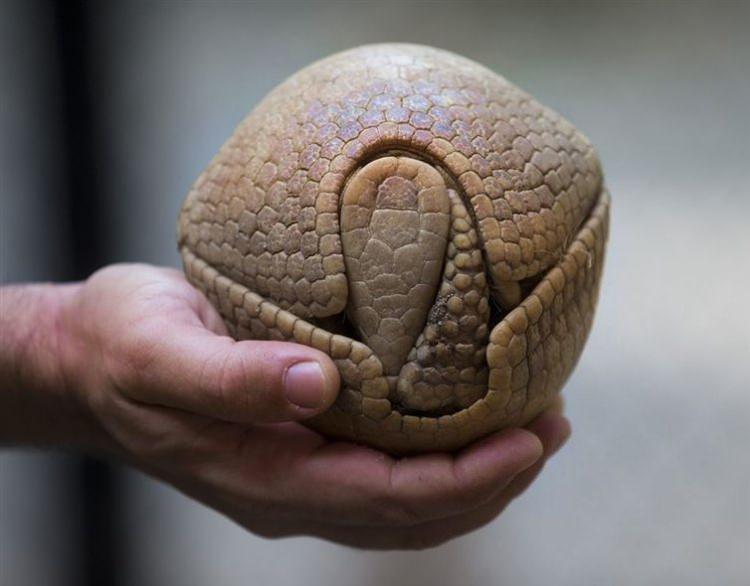 <p>Armadillo </p>

<p> </p>

