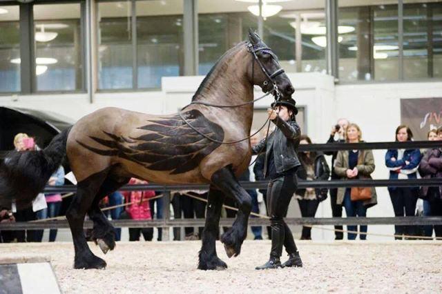 <p>Bir ata siyah renklerle Pegasus havası verilmiş. (Pegasus: Yunan mitolojisi'nde kanatlı at)</p>

<p> </p>
