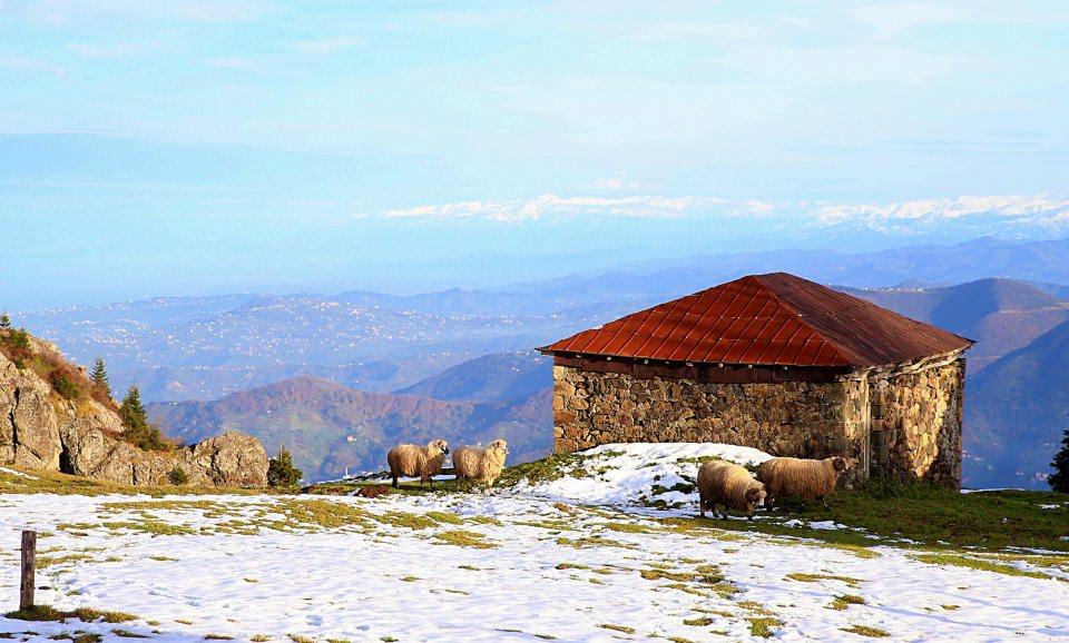 <p>Yaylada 15 yıl önce ilk restoranı açan işletmeci Tekin Bakırcı, bu seneki turist sayısından memnun kaldıklarını söyledi.</p>
<p> </p>