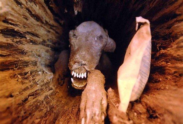 <p>Yaklaşık 4 yaşlarında olan köpeğin ağacın oyuğuna girdiği ve burada sıkışarak öldüğü tahmin ediliyor.  </p>

<p> </p>
