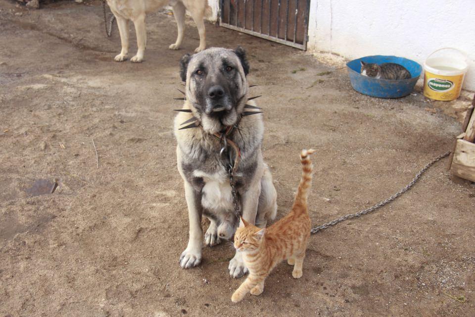 <p>Kısa sürede ahırı koruyan Kangal köpeği sayısı dörde yükseldi. Çeri, bir süre sonra sokaktaki 3 sahipsiz kediye de kucak açtı.</p>

<p>Fatma Çeri'nin "Coni", "Gurce", "Duman" ve "Haydut" adını verdiği köpekleri ile "Tombili", "Çakıl" ve "Topitam" isimli kedileri arasında bir süre sonra şaşırtan bir dostluk gelişti.</p>
