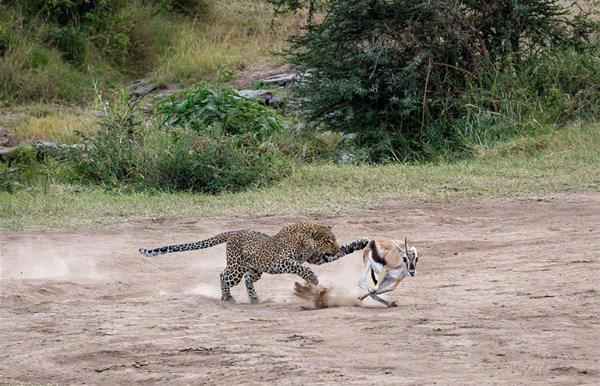 <p>Aç leopar ceylanı tam 2 dakika içinde yakalayıp öldürdü. O anlar kameraya işte böyle yansıdı. </p>

<p> </p>
