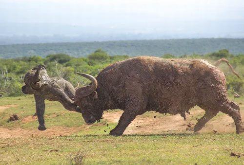 <p>Yavru file darbeyi indiren buffalo. </p>

<p> </p>
