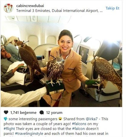 <p>Uçaklar her türlü yolcuyu kabul etmektedir </p>