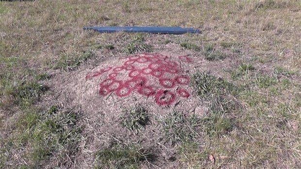 <p>Avustralya'ya ait bir tür olan et yiyen karınca yuvasına 200 kilogramdan fazla alüminyum döken karınca yuvası sanatçıları, devasa kütleyi kaldırmak için vinç yapmak zorunda kaldı. </p>
<p> </p>