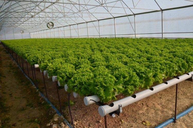 <p>&ldquo;Tamamen suyun i&ccedil;erisinde yetişiyor&rdquo;&nbsp;</p>

<p>Yaklaşık 8 yıldır sebze &uuml;reten &Ccedil;ift&ccedil;i İsmet Zeyrek, bir fuarda g&ouml;rd&uuml;kten sonra merak saldığı ve kurduğu serada yıllık 60 bin adet marul yetiştirmeyi hedeflediğini belirtti. Zeyrek, &ldquo;Topraksız marul tamamen suyun i&ccedil;erisinde yetişiyor. Biz uzun araştırmalar sonucu bu seviyeye &ccedil;ıkartsak da halen bilgi eksikliğimiz var. Yıllık bu serada yaklaşık 60 bin marul &uuml;retmeyi hedefliyoruz. Serada &uuml;retime başlayalı 45 g&uuml;n oldu ancak yaklaşık 1 yıldır &ccedil;alışmalar devam ediyordu. 8 yıldır sebze &uuml;retiyordum ve s&uuml;rekli yeniliğe gitmek istiyoruz. Bunu da tarım fuarında g&ouml;rd&uuml;m ve beğendim ve ben de kurmak istedim. Zorluklar &ccedil;ekerek başladım ve kurdum&rdquo; dedi.</p>
