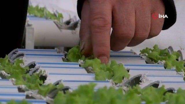 <p>&ldquo;Seraları b&uuml;y&uuml;terek, &ouml;rnek olmak istiyor&rdquo;&nbsp;</p>

<p><br />
Marulların yetiştiği serayı daha da b&uuml;y&uuml;tmeyi hedeflediğini anlatan Zeyrek, hedefinin 15 bin metrekare alana sera kurmak olduğunu aktardı. Seraların olduğu arazide fındık veriminin d&uuml;ş&uuml;k olduğunu ve alternatif olarak başladığı seracılığı geliştirdiğini ileri s&uuml;ren Zeyrek, &ldquo;Fındığın yanına ek gelir olarak bu işe baş koyduk. Yaklaşık 8 yıldır da devam ediyorum. Burada 6 bin k&ouml;k marul var, yaklaşık 45 g&uuml;nde bu hale geldi. 45 g&uuml;n&uuml;n sonunda hasat edeceğiz inşallah. Bu k&ouml;yde &ouml;rnek &ccedil;ift&ccedil;i olduğuma inanıyorum. İnşallah bu topraksız marul yetiştiriciliğinde de &ouml;rnek olacağımıza inanıyorum. Nice arkadaşlar bunu g&ouml;recek ve ek gelir kapısı olarak kurmak isteyecek&rdquo; şeklinde konuştu.</p>
