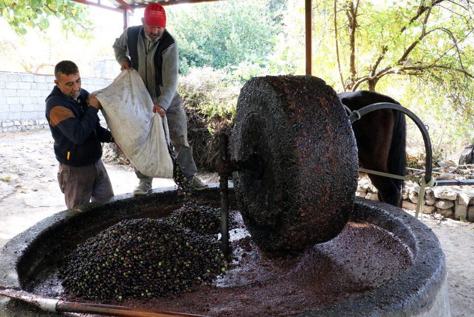 <p>Halkının hemen hemen hepsinin ekmek kapıları olan zeytinin simge haline geldiği Altınözü ilçesinde yaşamlarını sürdüren Sabahattin ve Janet Çelik çifti, dedelerinden öğrendikleri geleneksel yöntemlerle "su zeyti" veya "su yağı" diye bilinen doğal zeytinyağını üretiyor.</p>
