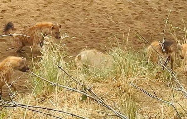 <p>Yardıma gelen 2 aslanla dağılan sırtlanlar istediklerini alamadan uzaklaştılar.</p>

<p> </p>
