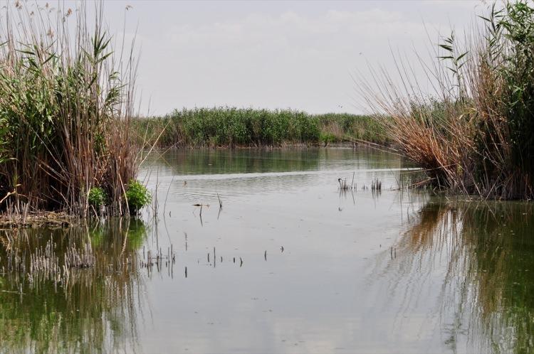 <p>Bolvadin ve Çay ilçeleri sınırlarında bulunan Eber Gölü, göçmen kuşların göç yolları üzerinde olması dolayısıyla yaz döneminde yumurtlama ve üreme alanı olarak ekolojik dengeye katkı sunuyor.</p>

<p> </p>
