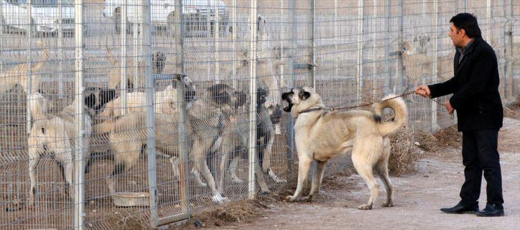 <p>İri vücut yapısı, kafa şekli ve heybetli görünümü dolayısıyla ''Anadolu aslanı'' olarak adlandıran Kangal köpeklerinde, dişilerde "zarif" erkeklerde ise "heybetli" isimler tercih ediliyor. Kangal Kaymakamlığı Araştırma ve Uygulama Dokümantasyon Merkezi Sorumlusu Arif Pir, vaktinin çoğunu çiftlikte köpekler ile geçiriyor.</p>

<p> </p>
