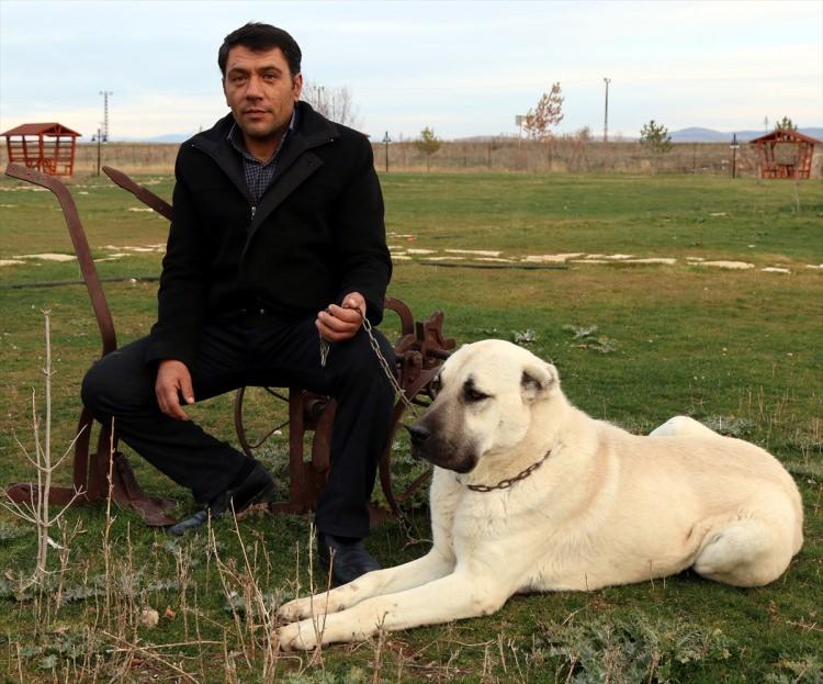 <p>İri vücut yapısı, kafa şekli ve heybetli görünümü dolayısıyla ''Anadolu aslanı'' olarak adlandıran Kangal köpeklerinde, dişilerde "zarif" erkeklerde ise "heybetli" isimler tercih ediliyor. Kangal Kaymakamlığı Araştırma ve Uygulama Dokümantasyon Merkezi Sorumlusu Arif Pir, vaktinin çoğunu çiftlikte köpekler ile geçiriyor.</p>

<p> </p>
