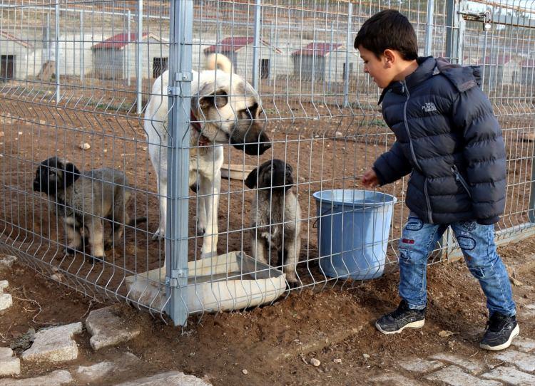 <p>İri vücut yapısı, kafa şekli ve heybetli görünümü dolayısıyla ''Anadolu aslanı'' olarak adlandıran Kangal köpeklerinde, dişilerde "zarif" erkeklerde ise "heybetli" isimler tercih ediliyor.</p>
